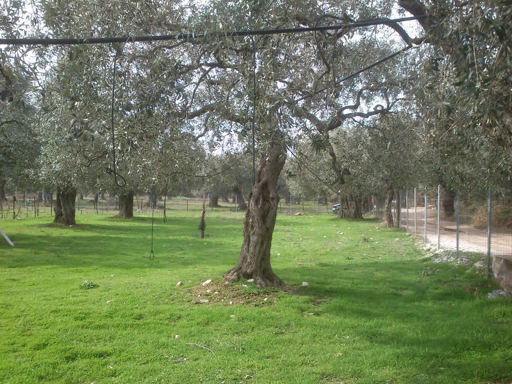 Elea Stone Houses in organic quiet olive grove, Prinos, Thassos Exterior foto